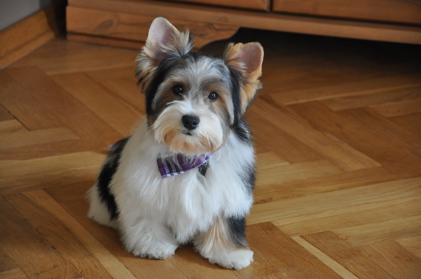 Pies w wielkim mieście